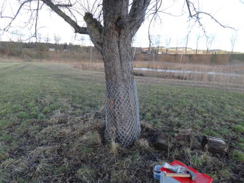 Apfelbaum, Biber-Frassschutz