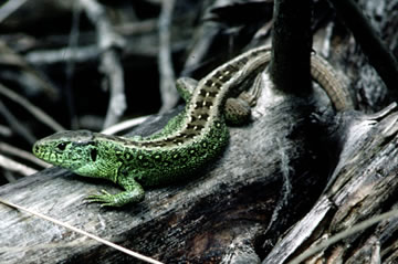 Zauneidechse Zauneidechse