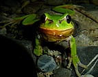 Laubfrosch (Beatrice Lüscher)