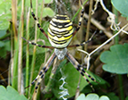 Tigerspinne